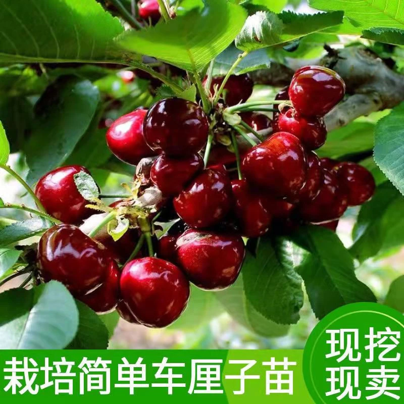 车厘子树苗盆栽地栽