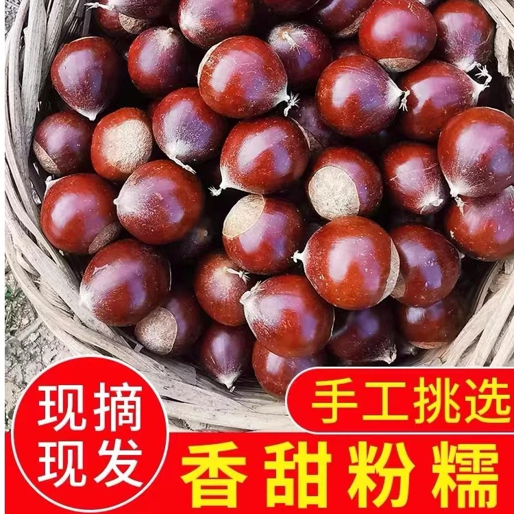 福建高山锥栗500克/1500克/2500克包邮粉糯香甜包邮新鲜现采大个