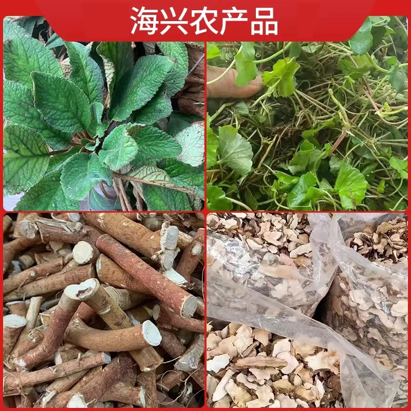 海兴特产直播间自由拍各种青草