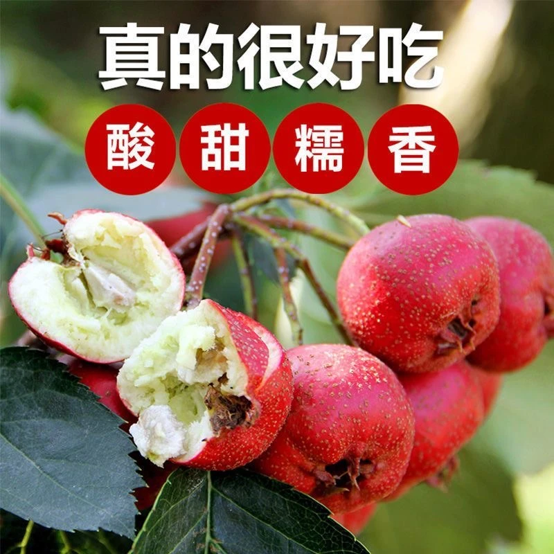 新鲜山楂鲜果农家天然成熟山楂山里红果大金星大五棱山楂冰糖葫芦