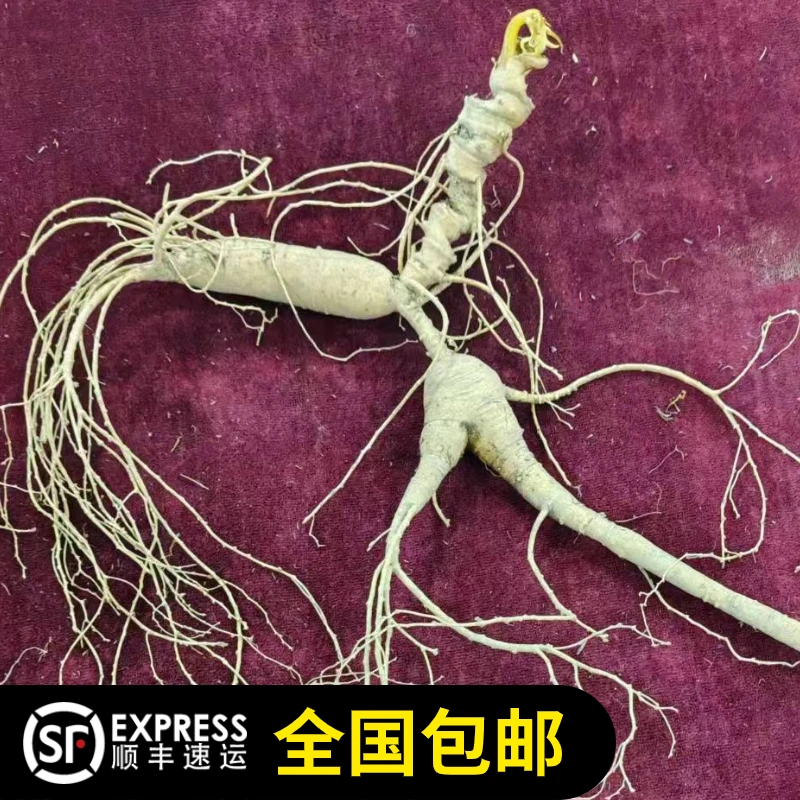 长白山林下鲜参现场选货 直播链接