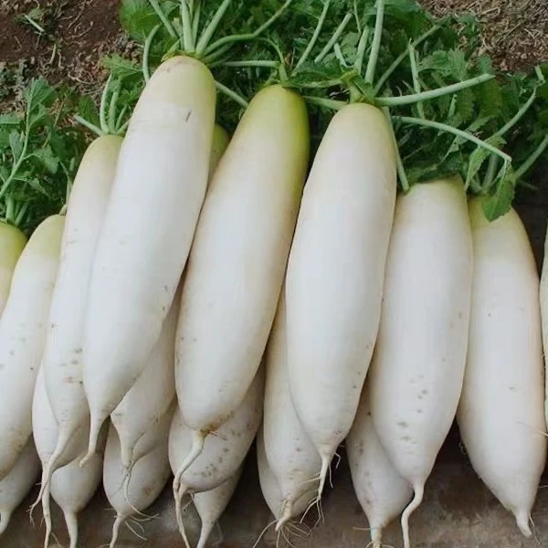 白萝卜约1000g
