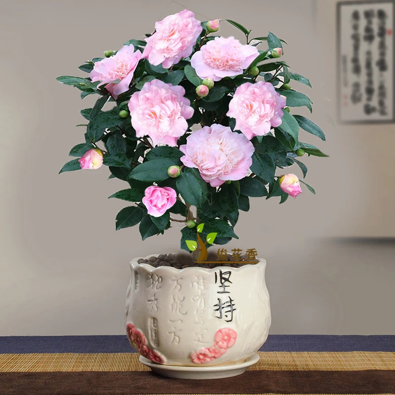 香妃茶花苗盆栽  带花苞 庭院阳台花卉植物 四季开花