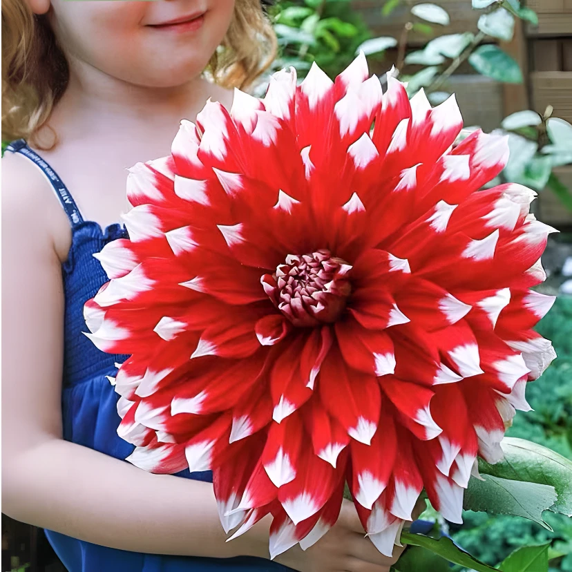 【红色帝国】精品巨型大丽花种球盆栽地栽当年开花宠粉福利
