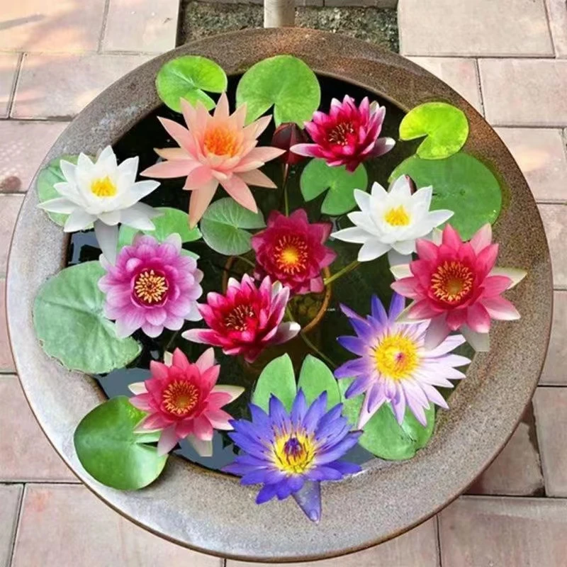 大睡莲根块池塘睡莲花水培植物四季莲花盆栽水养花卉荷花睡莲根茎