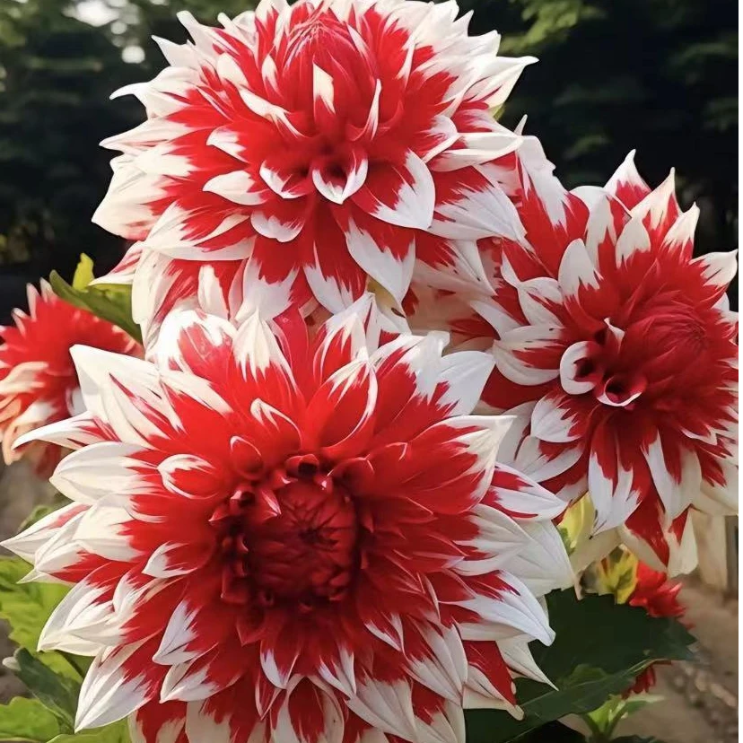 【大花精灵】精品巨型大丽花种球盆栽地栽当年开花宠粉福利