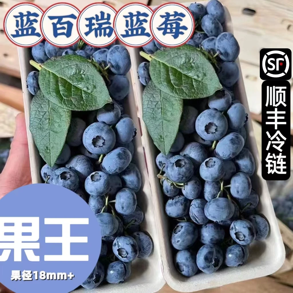 蓝百瑞蓝莓果王18mm+基地现摘125克每盒花香蓝莓现摘现发头茬