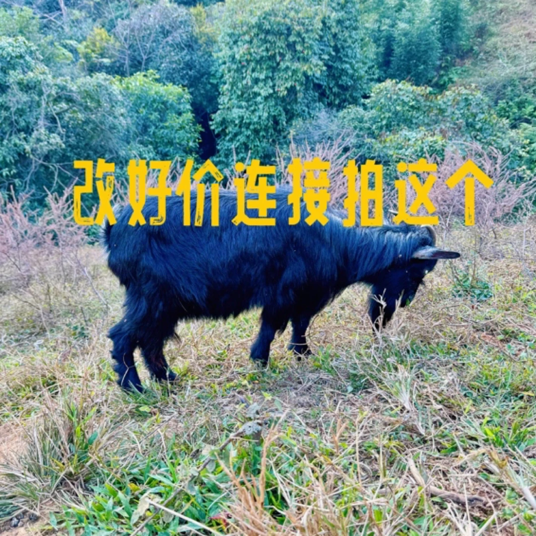 广宁黑山羊自养自销散放顺丰京东包邮