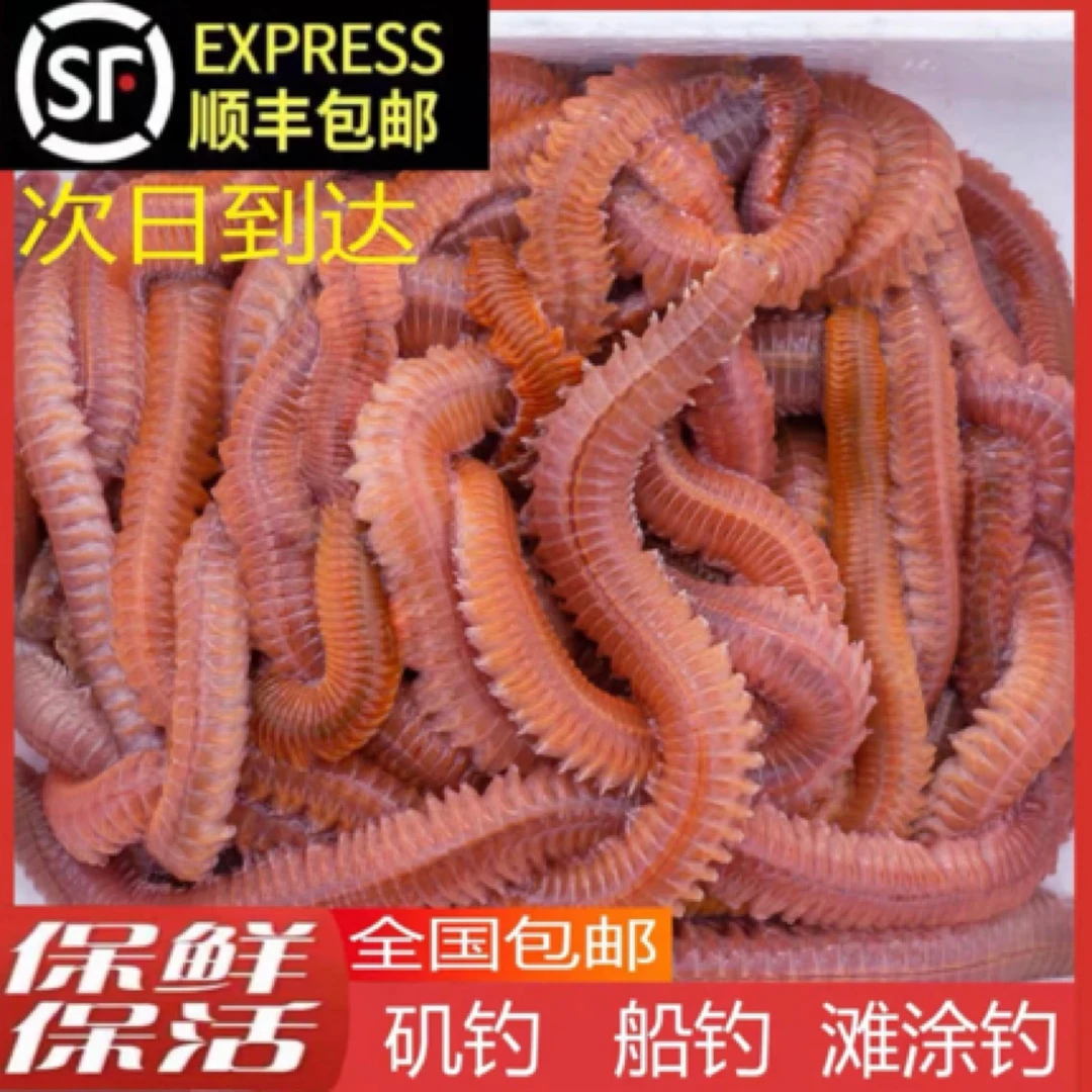 顺丰全国包邮 活沙蚕 红青虫 万能鱼饵 海蚯蚓路亚饵鲈鱼饵黄鱼饵