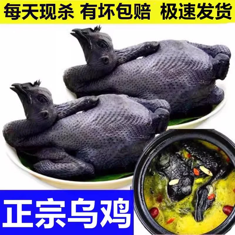 乌鸡新鲜现杀正宗乌骨鸡土鸡农家散养五黑鸡老母鸡现杀乌骨鸡土鸡