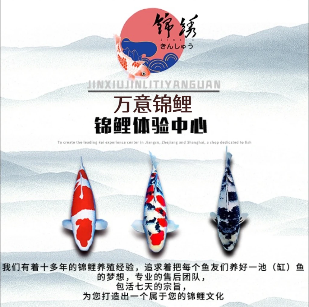 [直播专用]血统活体观赏锦鲤鱼实物观赏鱼直播间为准