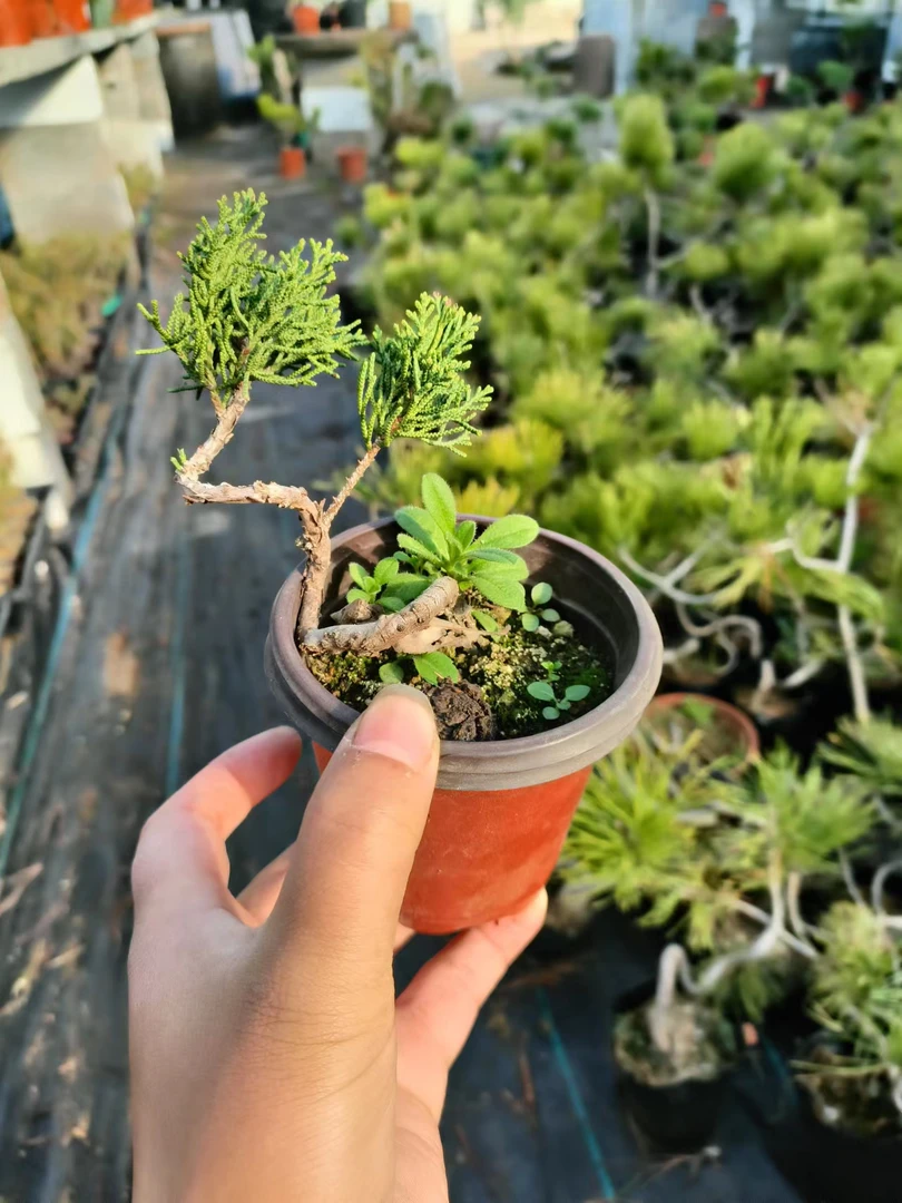 豆盆济州真柏盆景系鱼川真柏宫版八房微型盆景指尖盆景迷你盆景