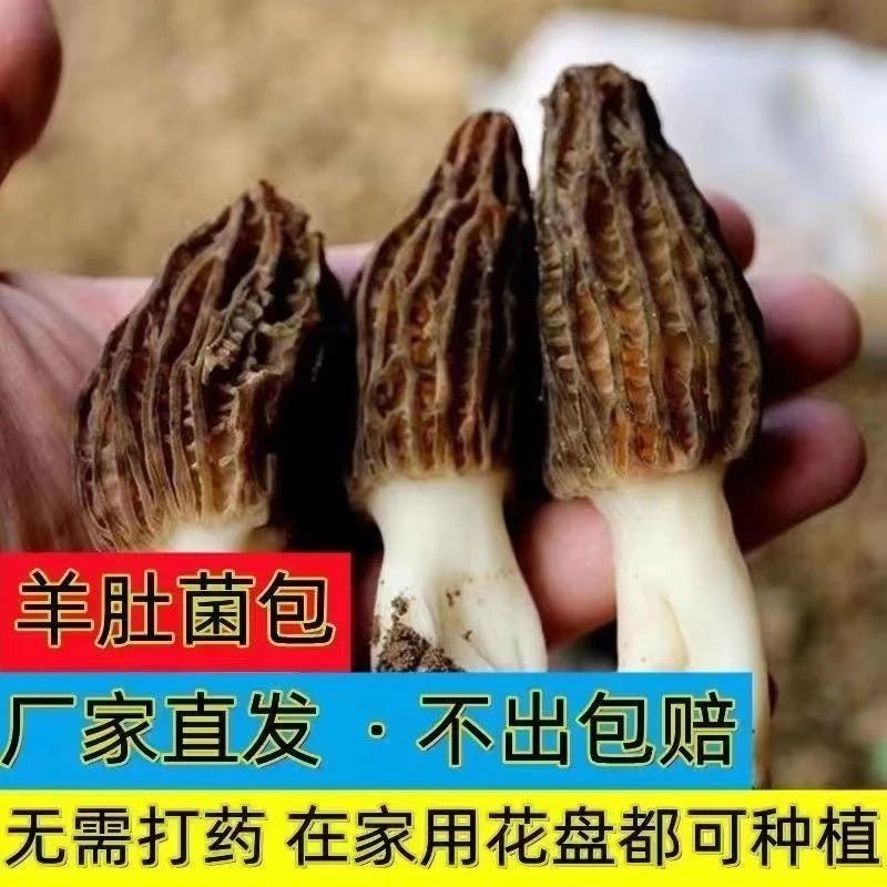 羊肚菌菌包菌种家种高产母种蘑菇菌种速产食用菌蘑菇菌包室内原种