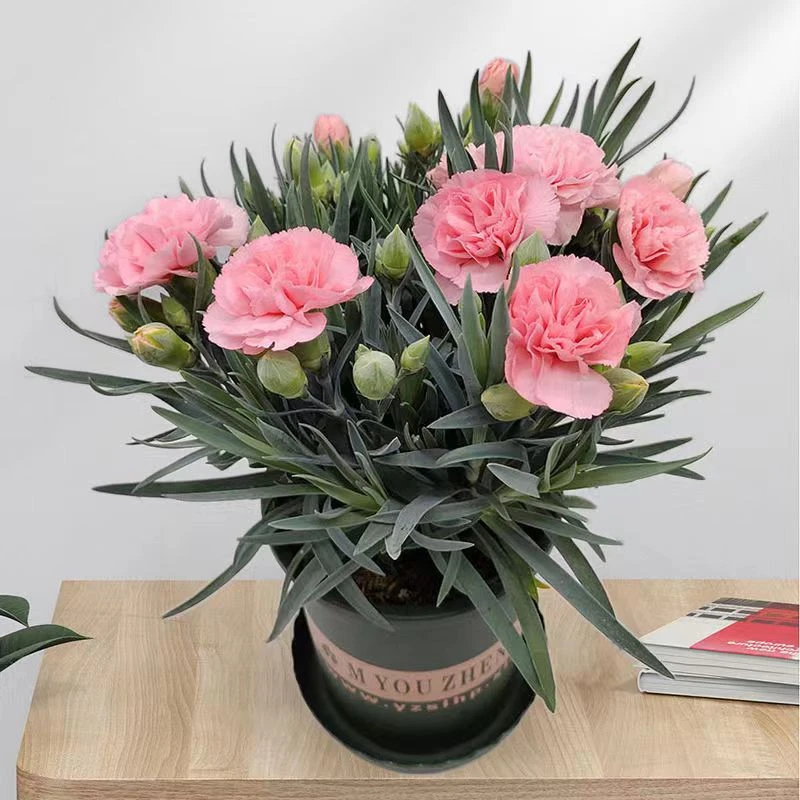 康乃馨盆栽植物植物盆栽花苗室内阳台庭院花卉绿植四季开花