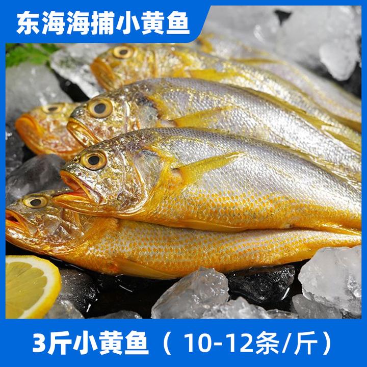 3斤东海野生海捕小黄鱼深海码头直发10-12条/斤正宗严选天然鲜美