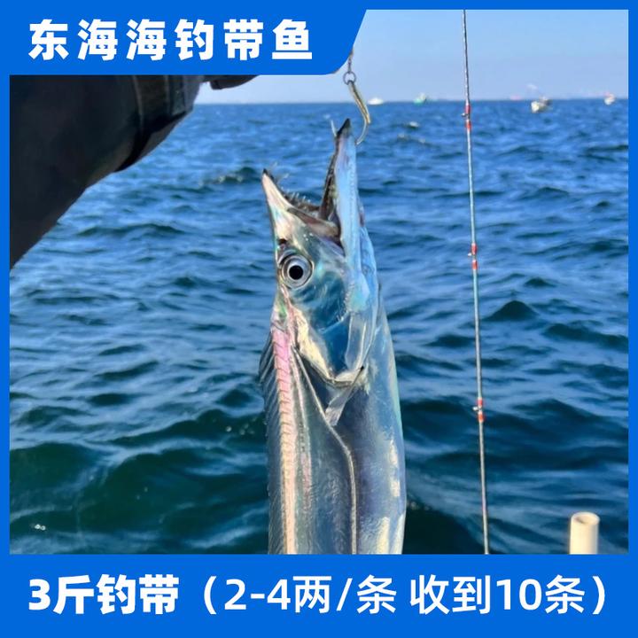 3斤东海野生海钓带鱼深海码头直发钓带2-4两/条捕捞石浦原产地