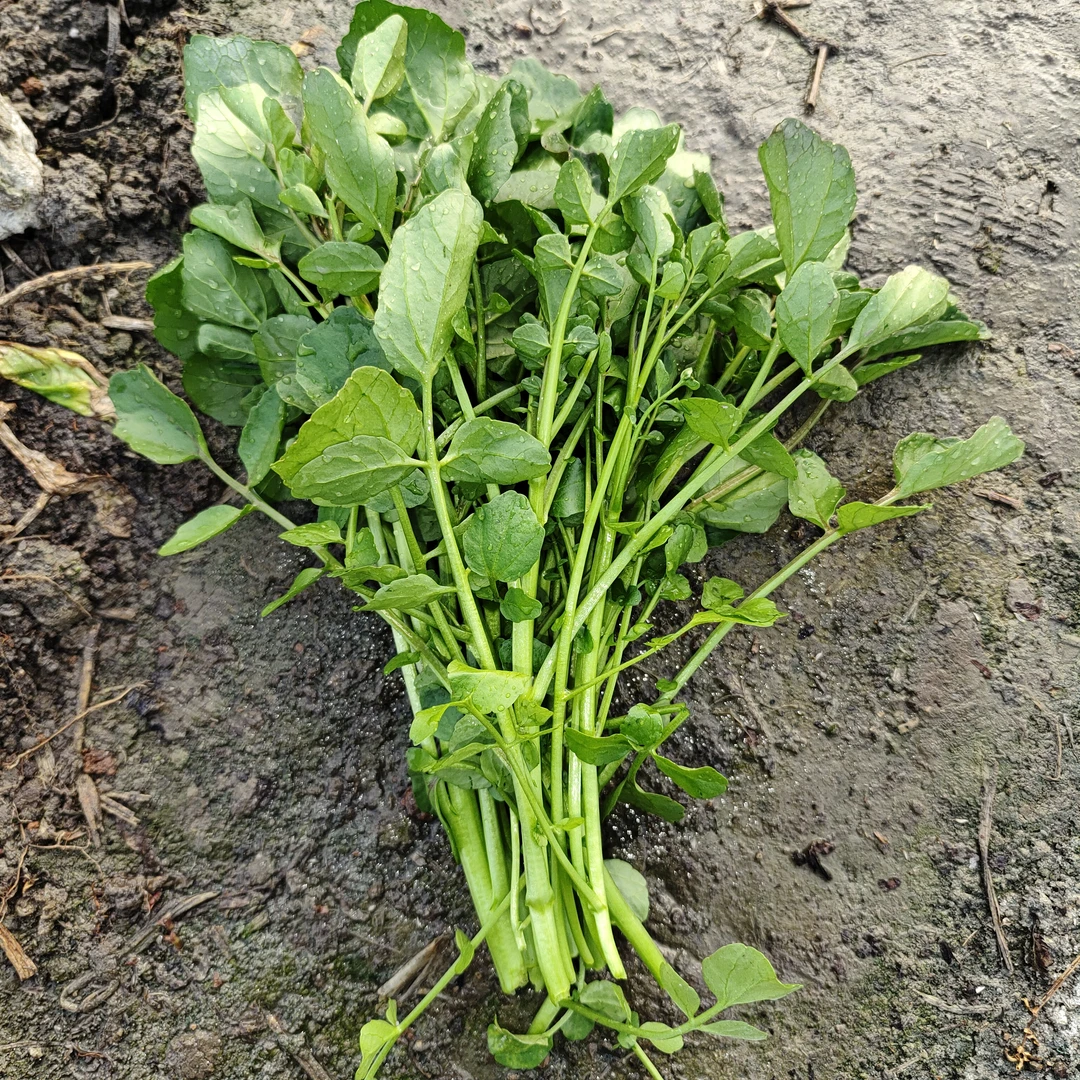 潮汕本地西洋菜-芥兰花-白菜--春菜4种当季蔬菜顺丰包邮