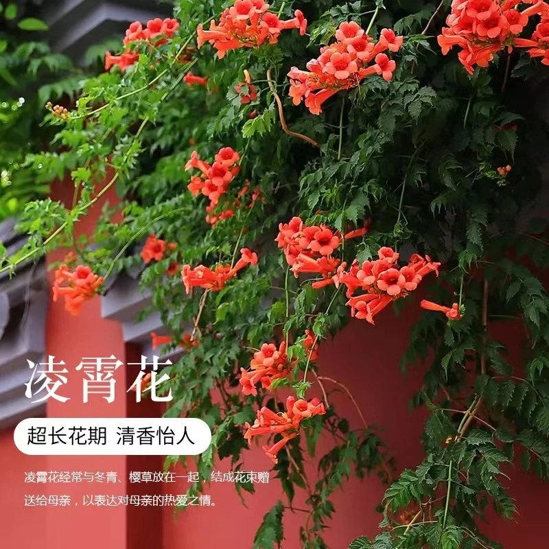 耐寒凌霄花苗爬藤植物四季开花卉大苗绿植盆栽庭院阳台炮仗花紫藤