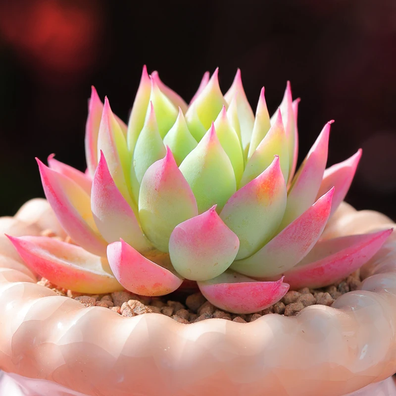 【直播链接】281 精品一物一拍多肉植物满29包邮（除新疆、西藏）