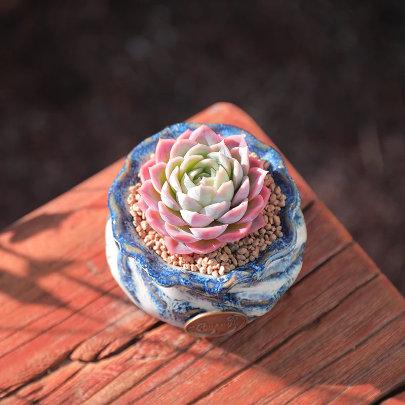 【直播链接】140 精品一物一拍多肉植物满29包邮（除新疆、西藏）