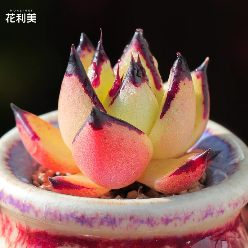 【直播链接】188精品一物一拍多肉植物满29包邮（除新疆、西藏）