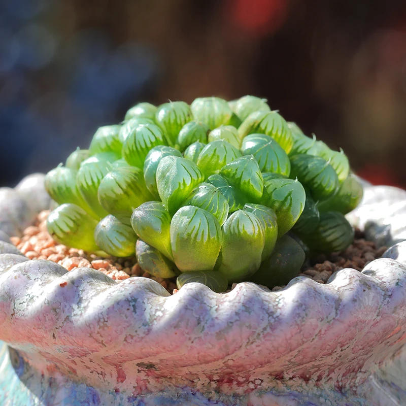 【直播链接】231精品一物一拍多肉植物满29包邮（除新疆、西藏）