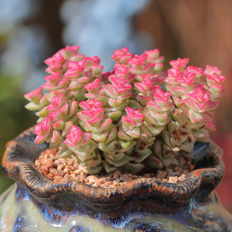 【直播链接】235精品一物一拍多肉植物满29包邮（除新疆、西藏）