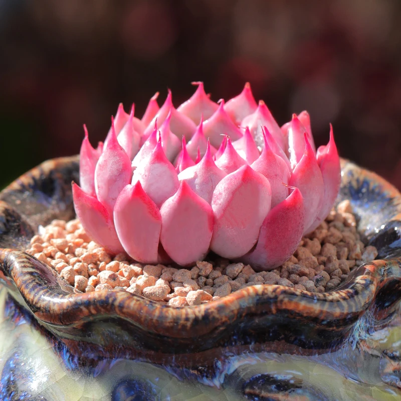 【直播链接】341 精品一物一拍多肉植物满29包邮（除新疆、西藏）