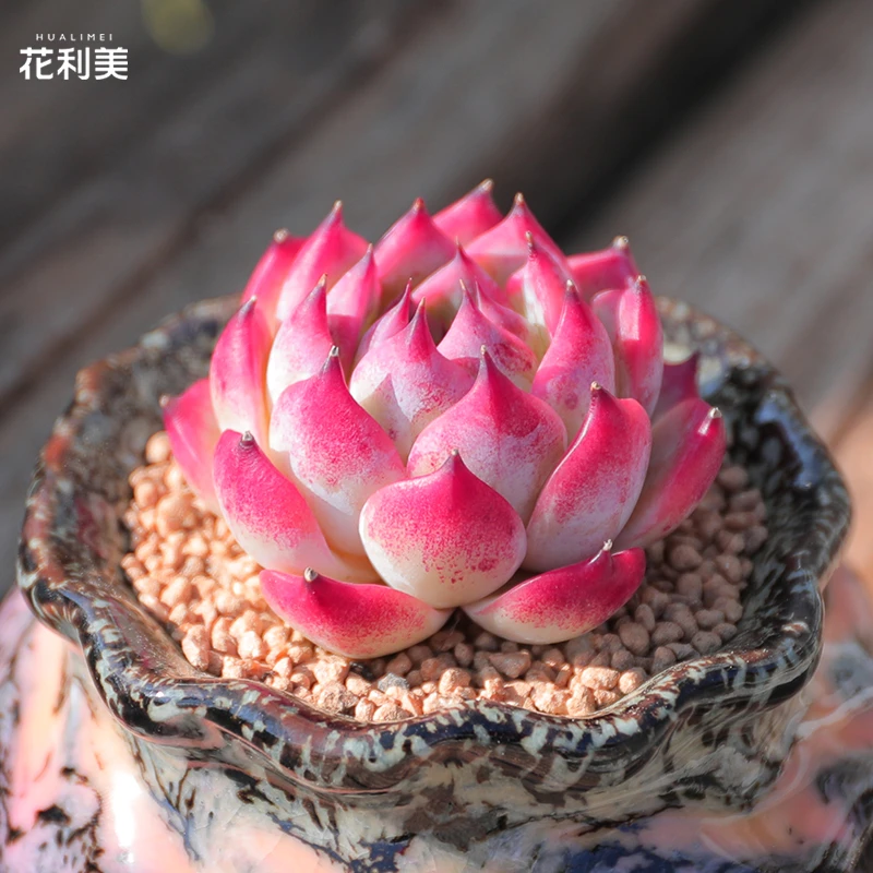 【直播链接】215精品一物一拍多肉植物满29包邮（除新疆、西藏）