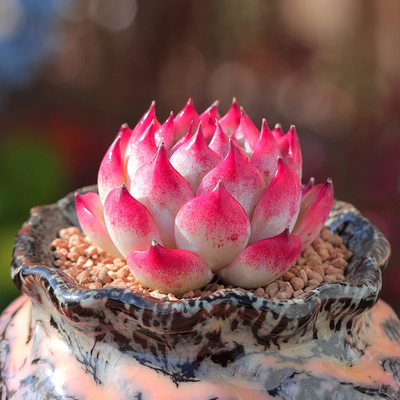 【直播链接】006 精品一物一拍多肉植物满29包邮（除新疆、西藏）