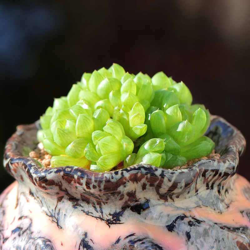 【直播链接】298 精品一物一拍多肉植物满29包邮（除新疆、西藏）