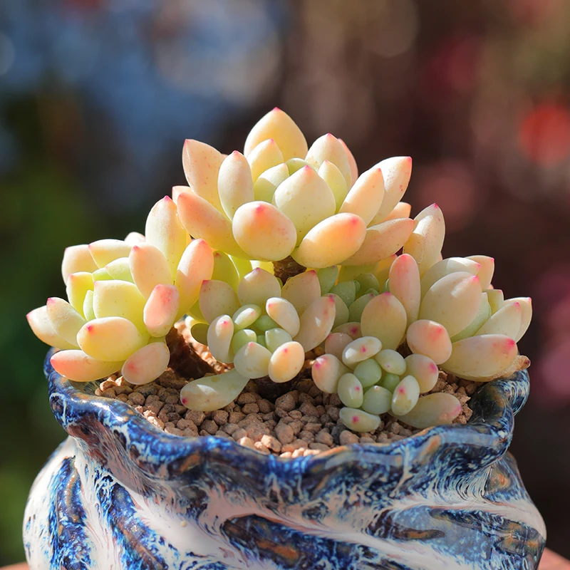 【直播链接】352 精品一物一拍多肉植物满29包邮（除新疆、西藏）