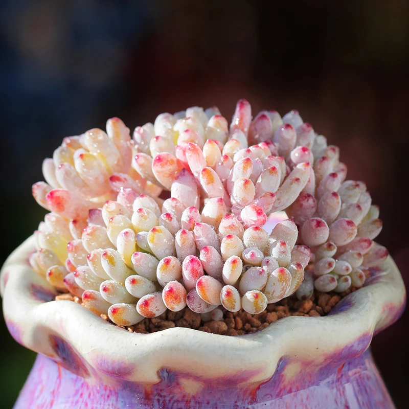 【直播链接】378 精品一物一拍多肉植物满29包邮（除新疆、西藏）