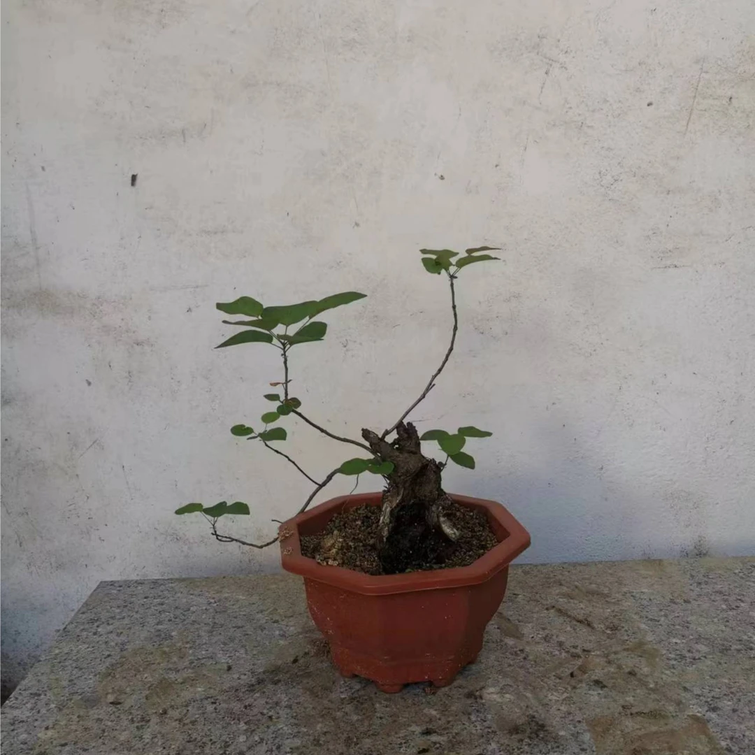 黄栌迎春花卉盆栽