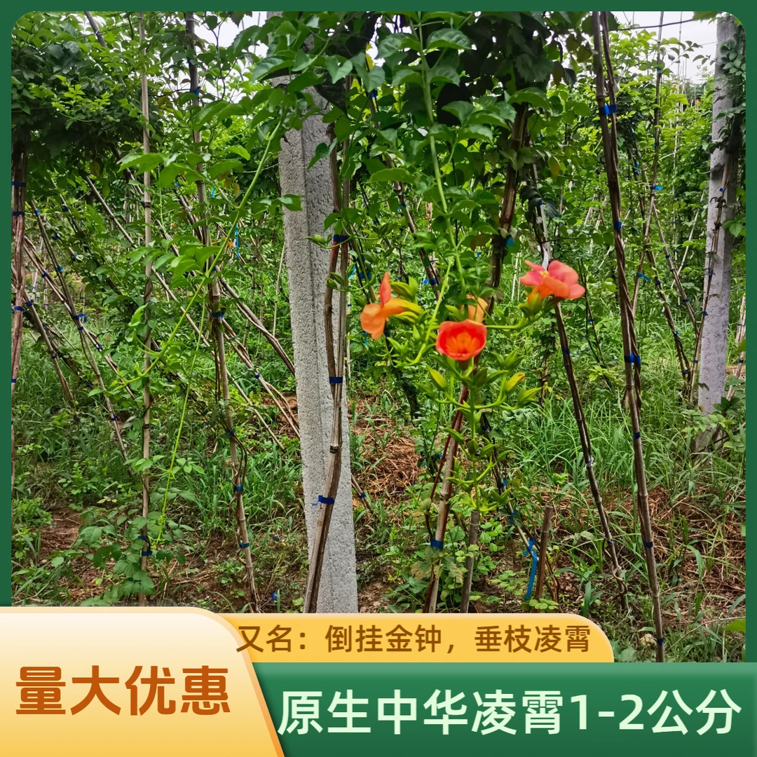 原生中华凌霄倒挂金钟1-1.5-2公分苗，爬藤攀援耐寒耐热园艺花卉