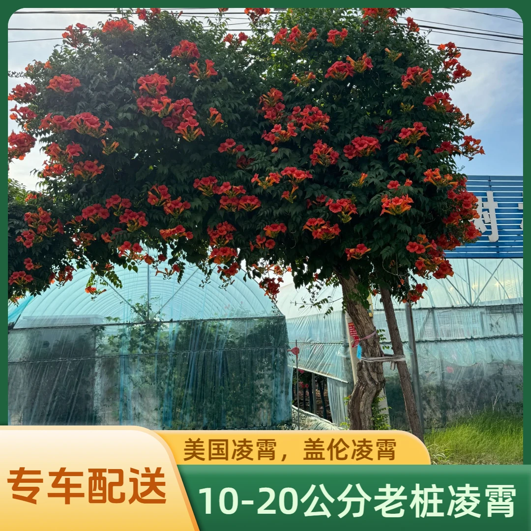 10-20公分美国凌霄盖伦凌霄爬藤攀援花卉庭院别墅景区高端园艺