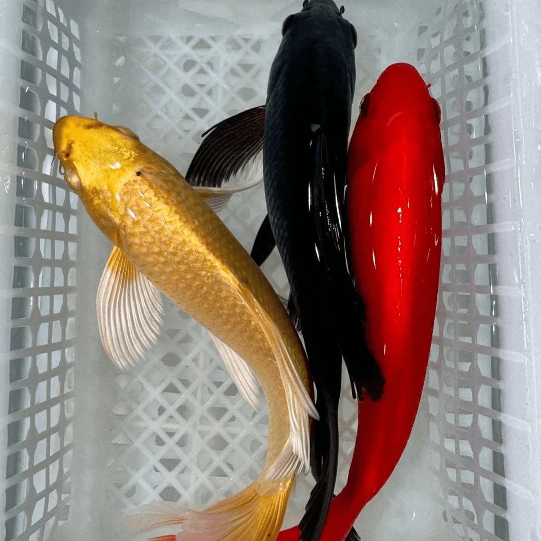 【黑黄红】18-22cm3条冷水耐活锦鲤蝴蝶鲤淡水鱼观赏鱼长尾蝴蝶鲤