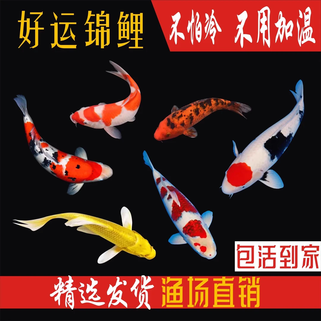 【1德系1红1黄1白1黑】13-16cm冷水耐活锦鲤淡水鱼观赏鱼金鱼蝴蝶鲤