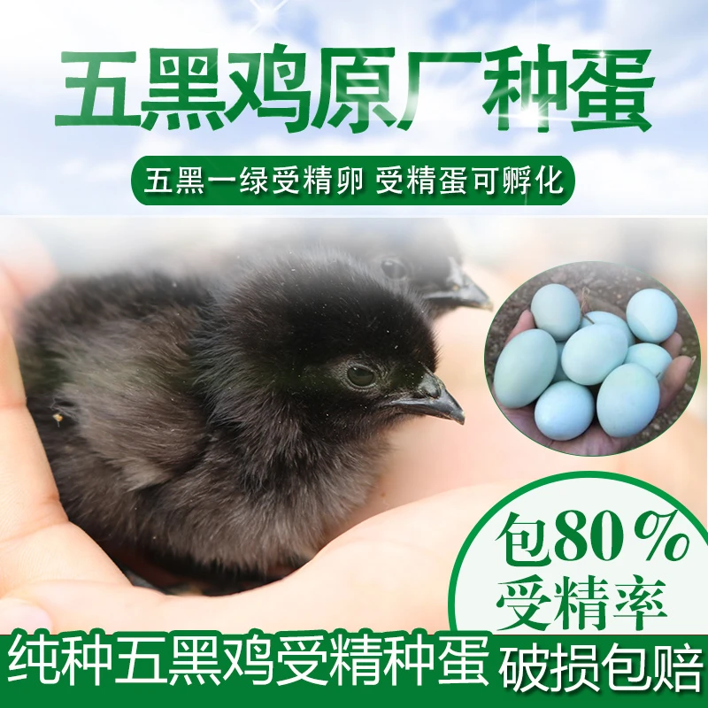 五黑一绿受精蛋可孵化小鸡散养鸡蛋乌骨鸡土柴黑羽绿壳种蛋