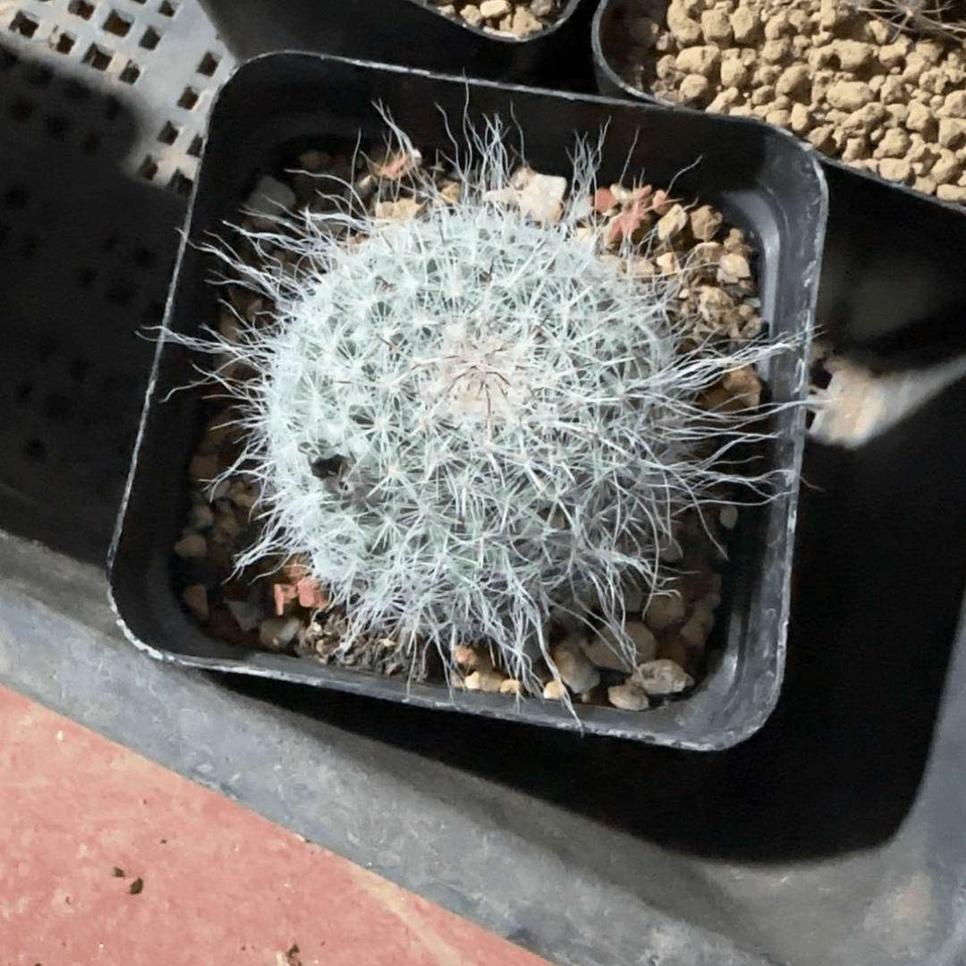 90实生日系长毛穴源玉翁4.2厘米