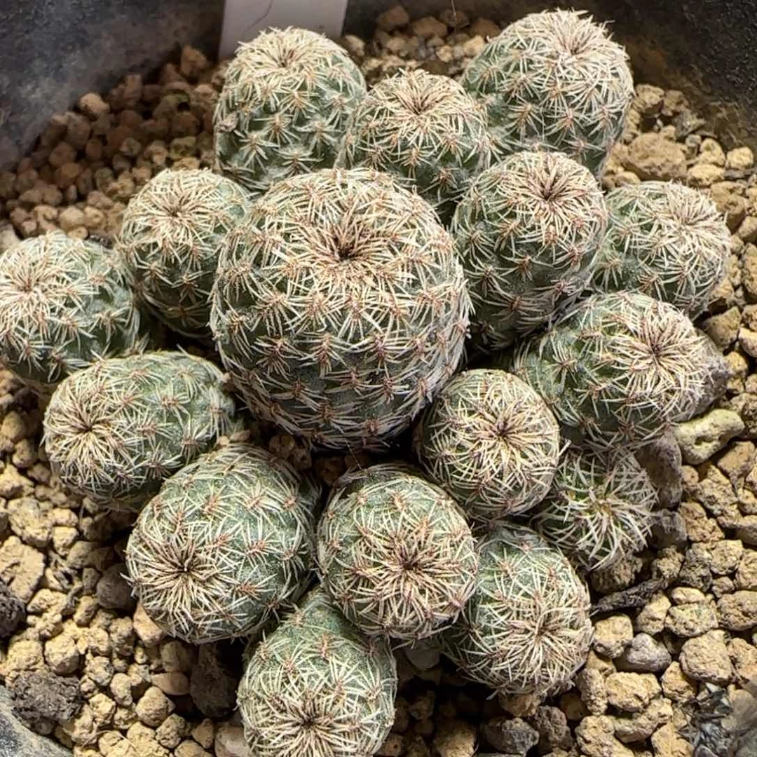 038实生红花沟宝山。多肉