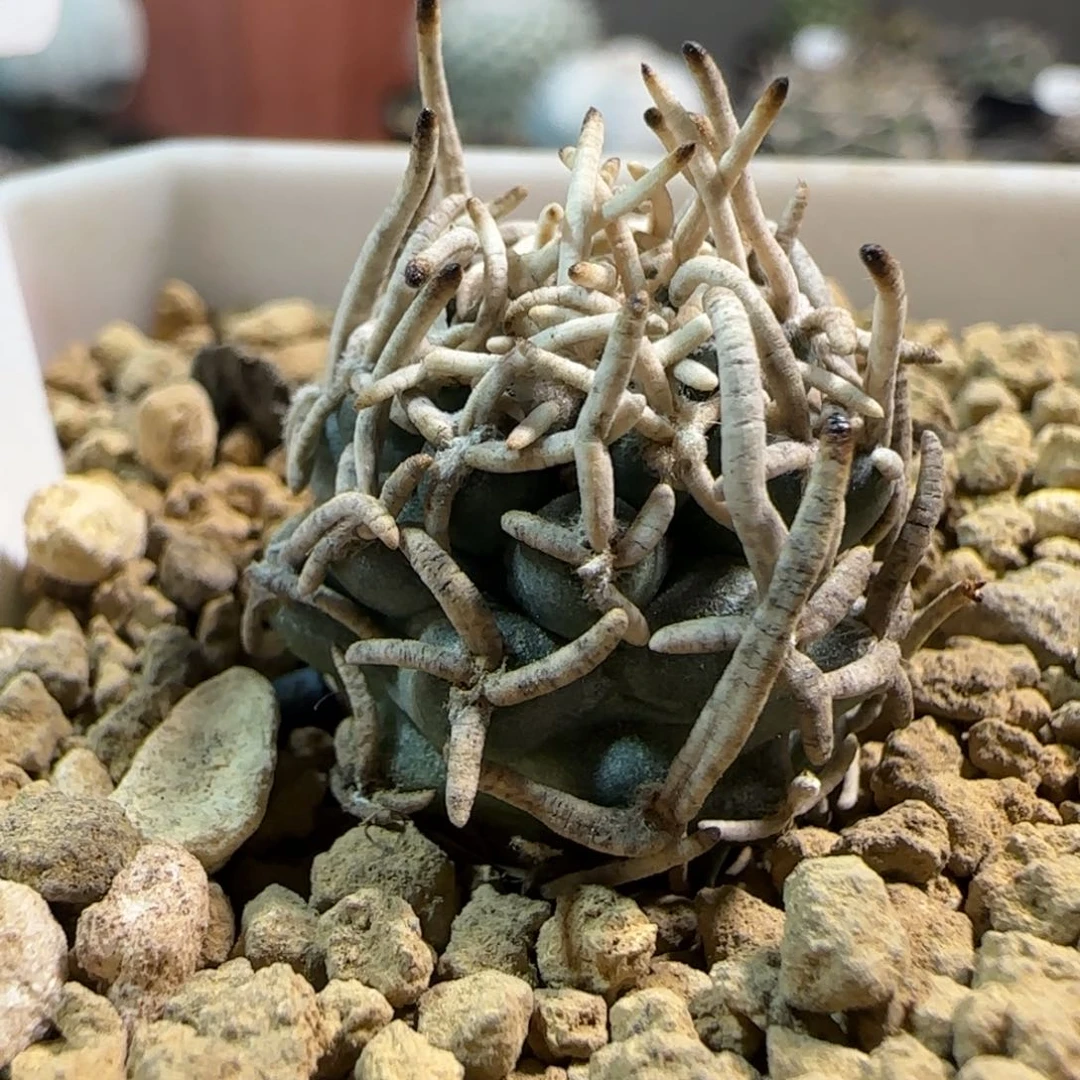 340自根飞鸟多肉箐桃花卉