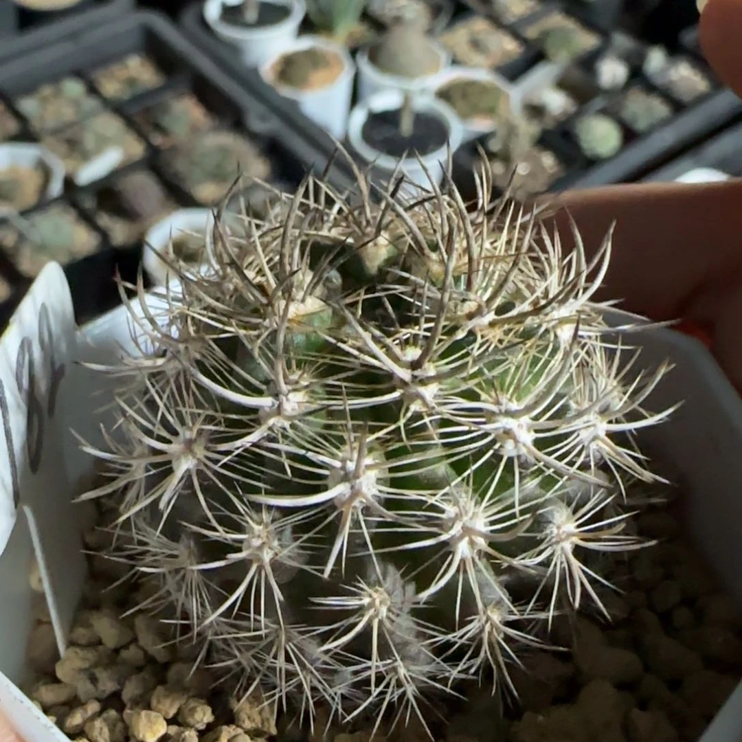 182实生暗黑玉多肉箐桃花卉