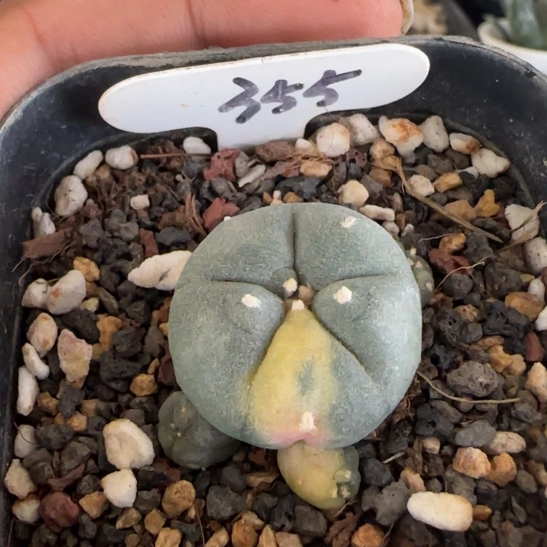 355侧芽自根群生海鲜锦。 多肉
