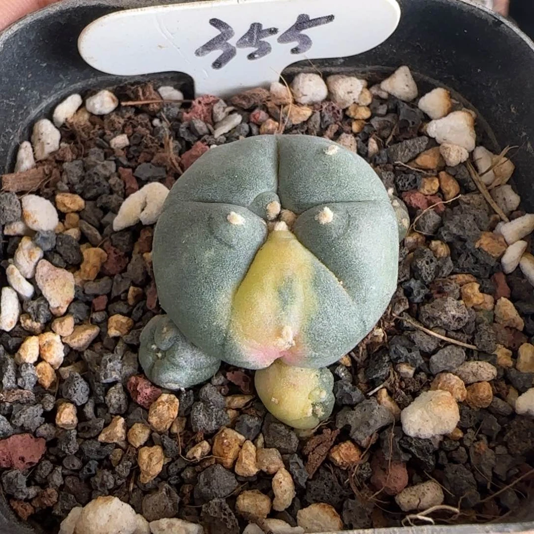 355侧芽自根群生海鲜锦。多肉