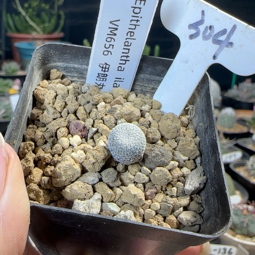 304实生伊朗丸多肉