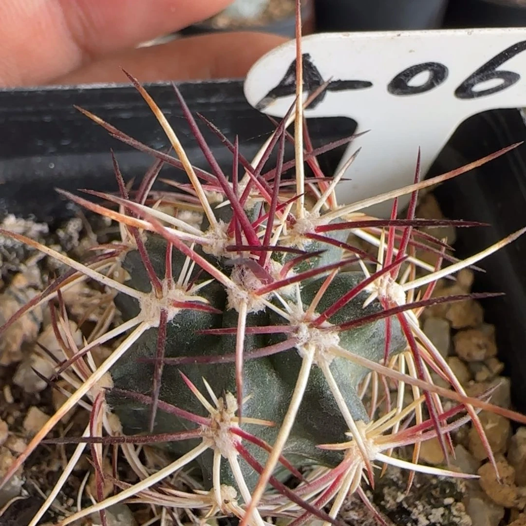 A-068实生达氏青花虾。多肉