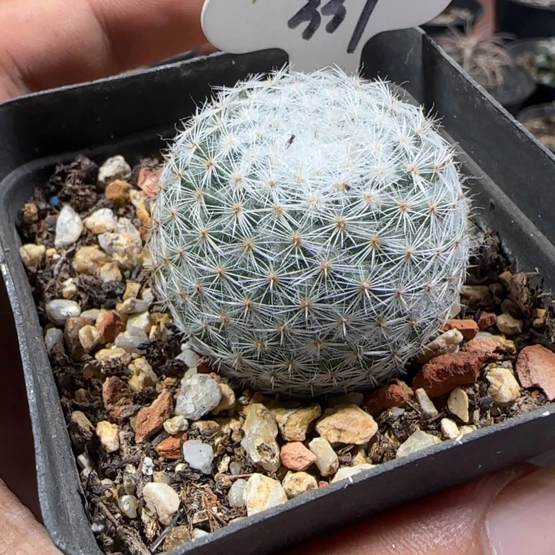 337实生雪娟。多肉