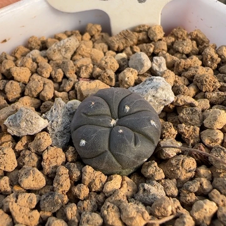 092实生紫肌龟甲兜。多肉