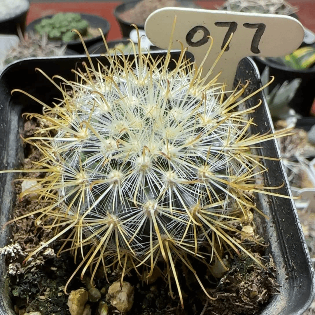 77实生菊慈童4厘米多肉箐桃花卉